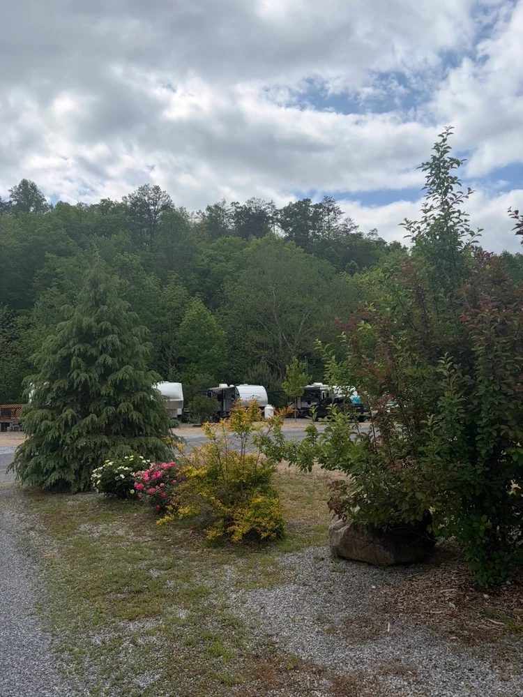 Evergreen and flowering shrubs beside the drive, with wooded hills behind