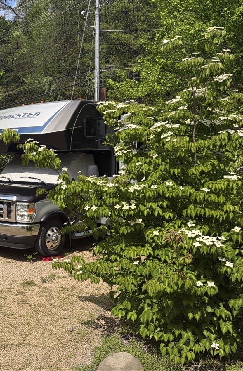 A motorhome beside a flowering dogwood tree