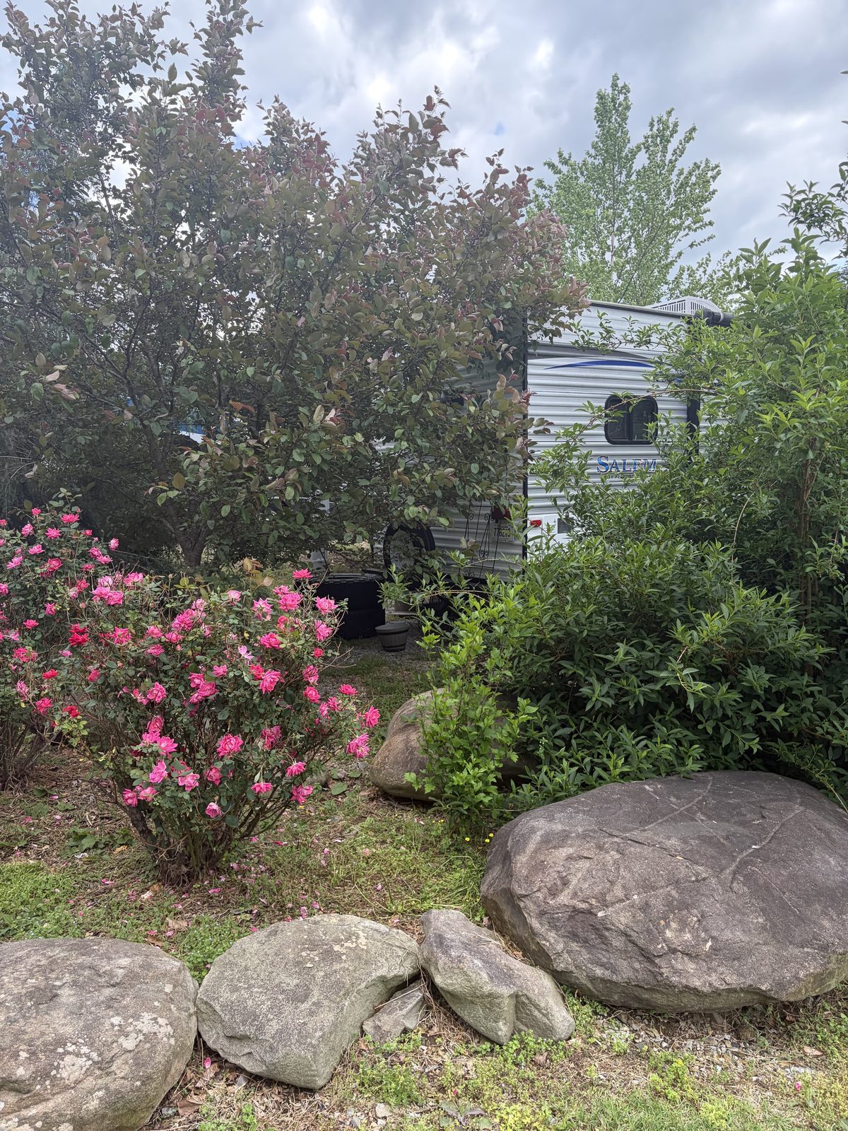Pink roses and boulders in front of a travel trailer